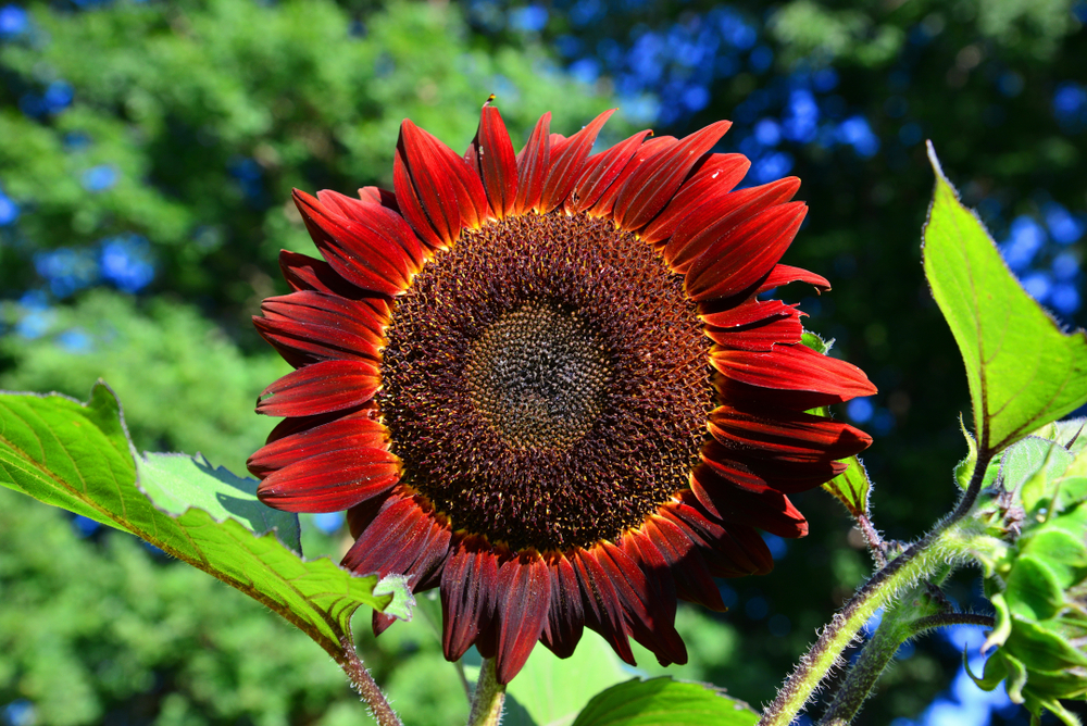 16 Flores Para Voce Plantar Em Janeiro Vamos Comer Melhor