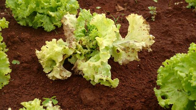Como variar o consumo de hortaliças em épocas de escassez