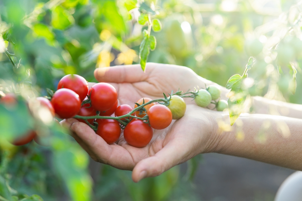 3 Dicas De Especialista Para Cultivar Tomates Cereja Com Sucesso